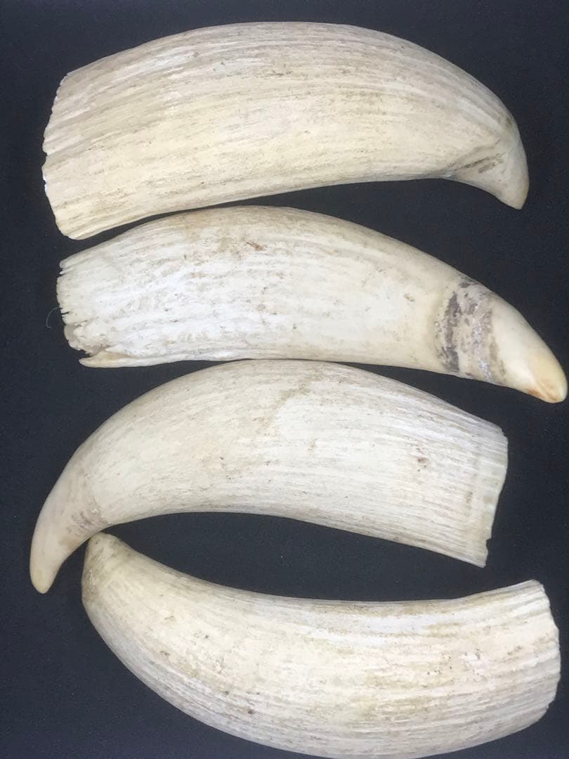 マッコウクジラの歯 4本セット 合計660g