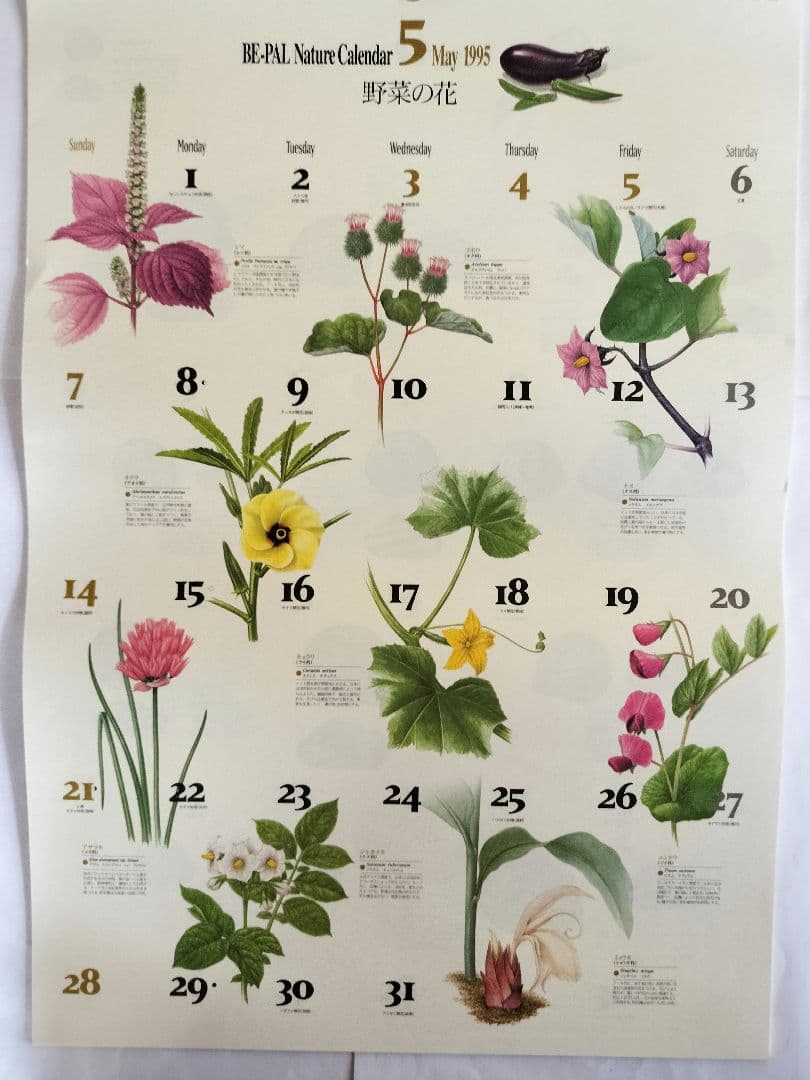 BE-PAL ビーパル カレンダー 新品未使用 1995年　ヴィンテージ