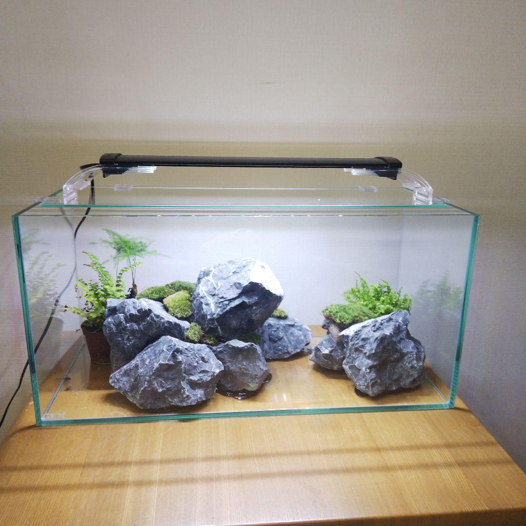 【完成品】アクアテラリウム　イモリウム　苔テラリウム