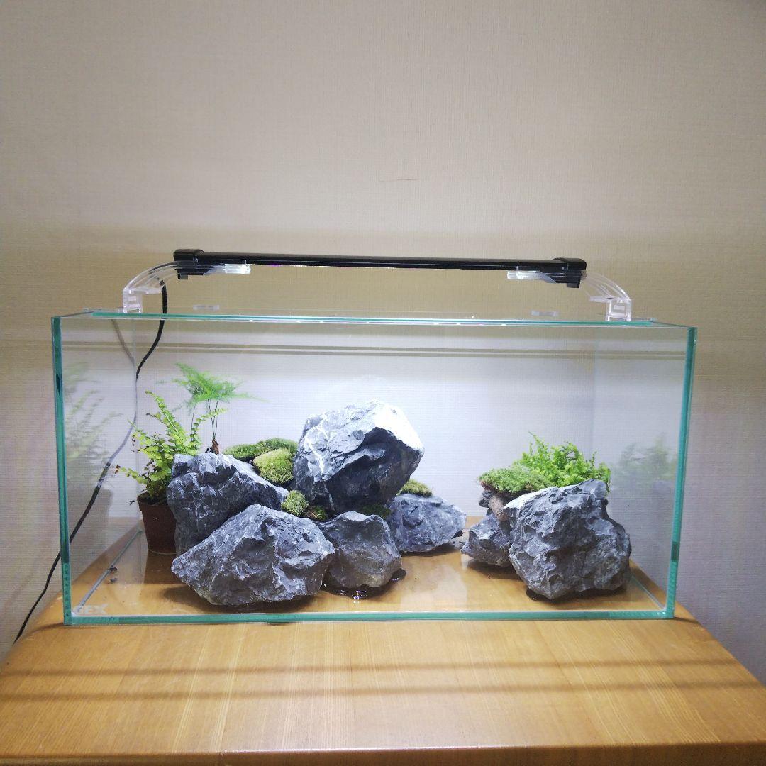 【完成品】アクアテラリウム　イモリウム　苔テラリウム