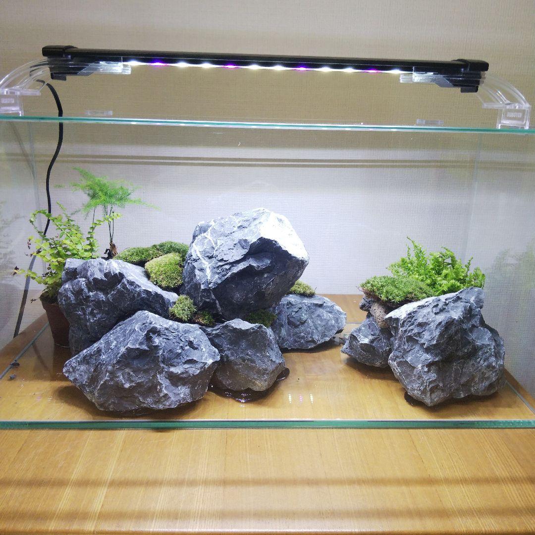 【完成品】アクアテラリウム　イモリウム　苔テラリウム