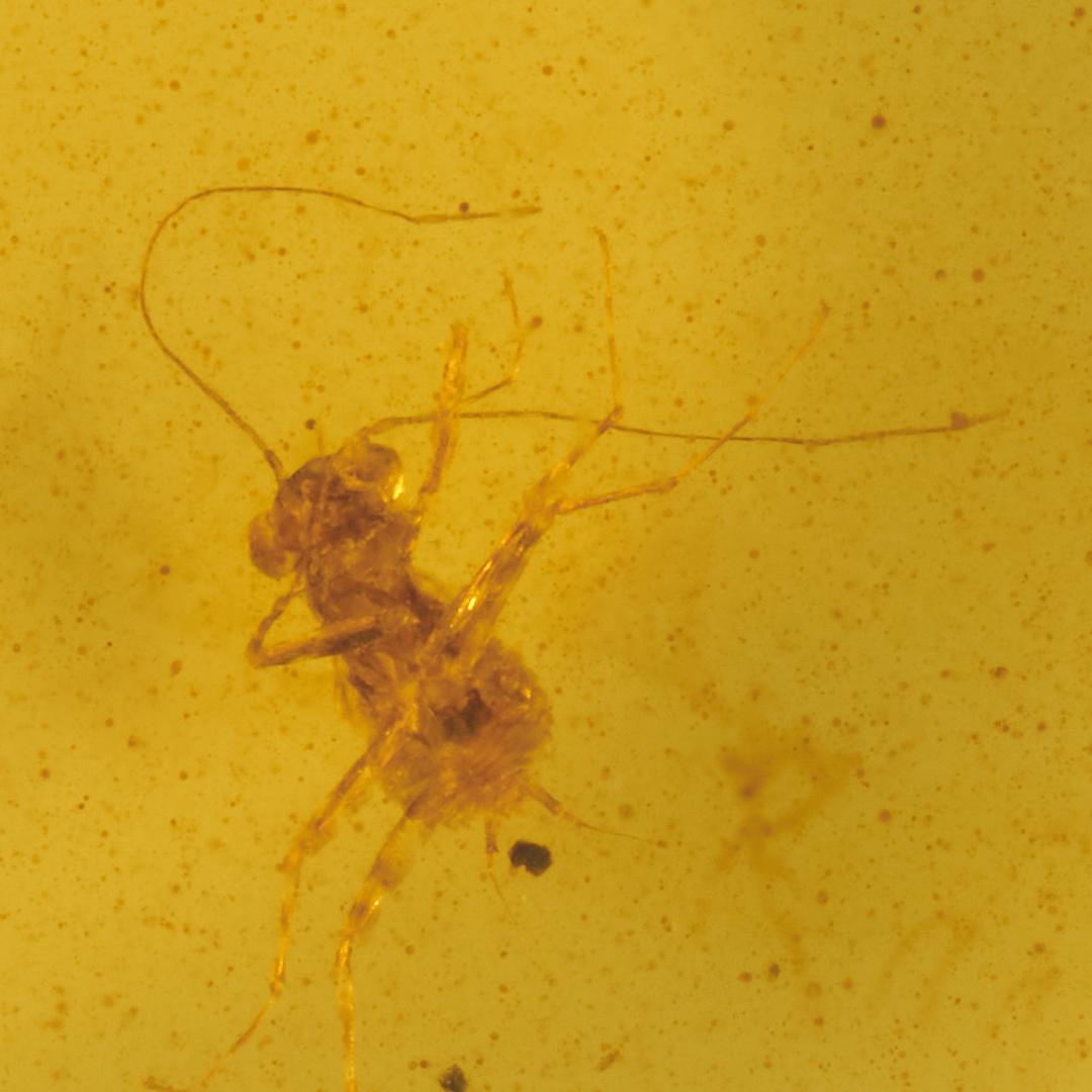 レア極上品 PA0061虫入り琥珀化石　ミャンマーカムティかタナイ9900万年前