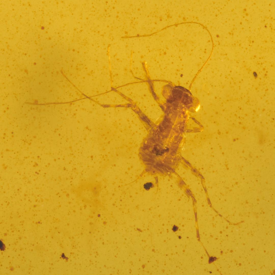 レア極上品 PA0061虫入り琥珀化石　ミャンマーカムティかタナイ9900万年前