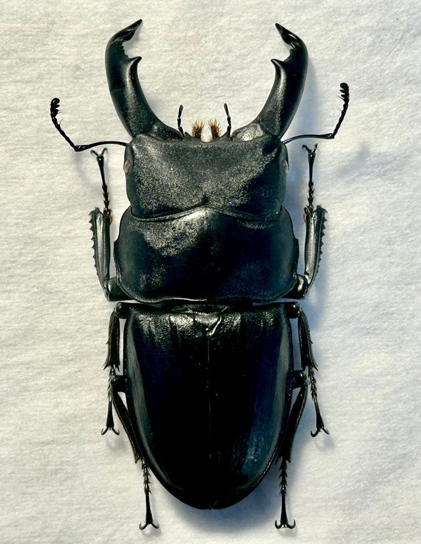 ⭐️⭐️⭐️スジブトヒラタ大型♂標本⭐️⭐️⭐️