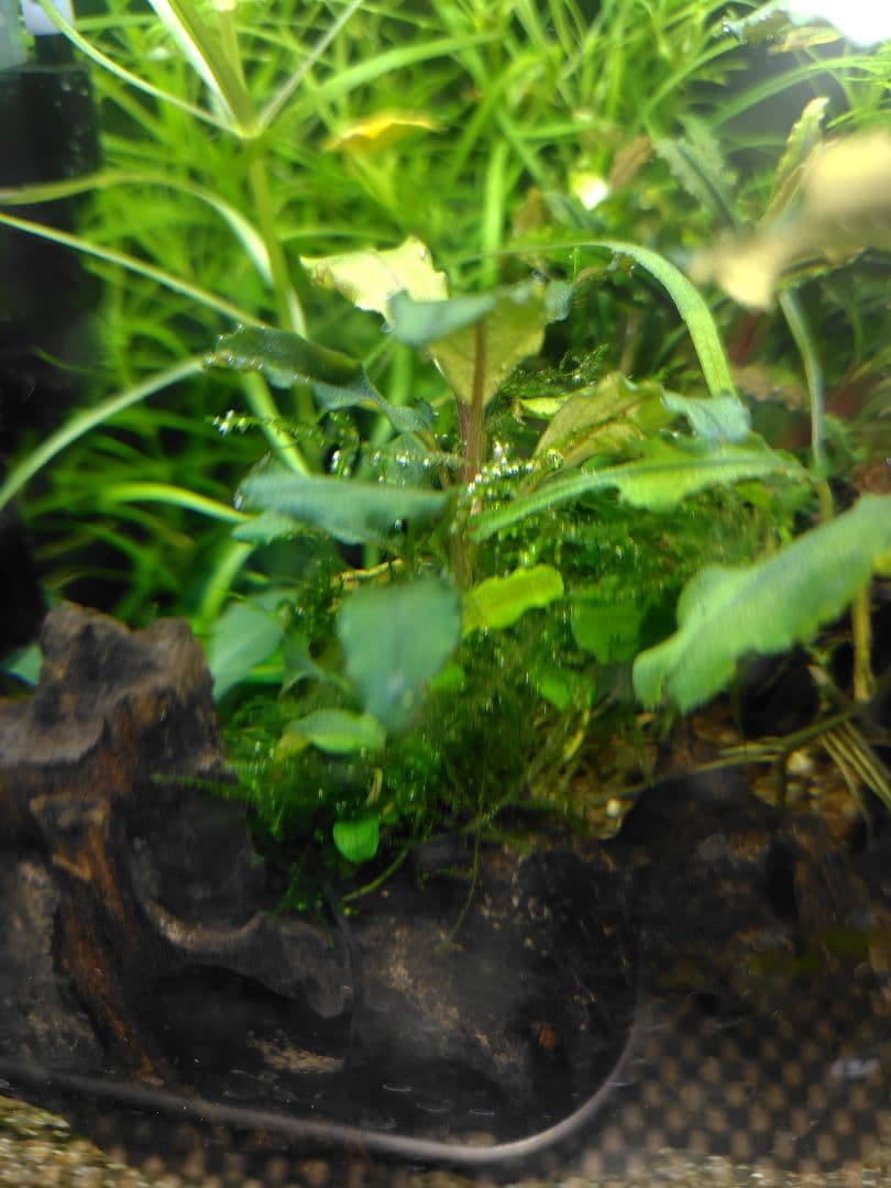 ブセファランドラ　レッドガイア激レア　水中葉一株