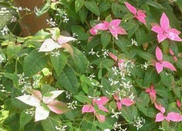 【石田誠】焼締め徳利