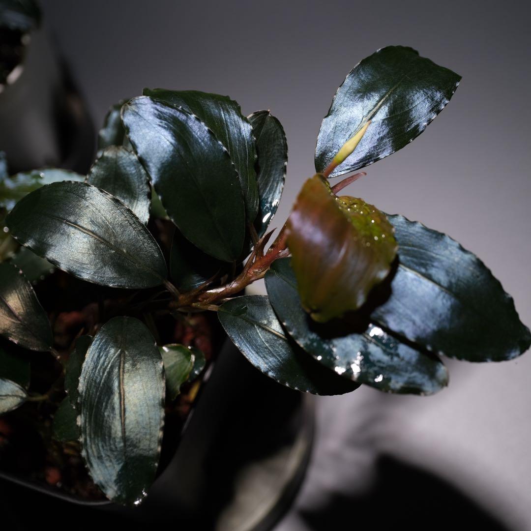 TE2025さん ブセファランドラ