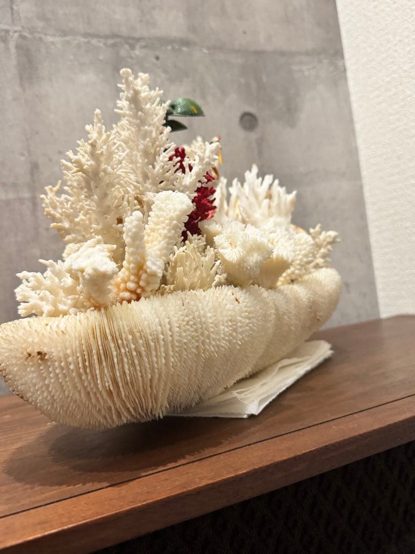 白珊瑚天然　オブジェ　アクアリウム　インテリア　デコレーション サンゴ