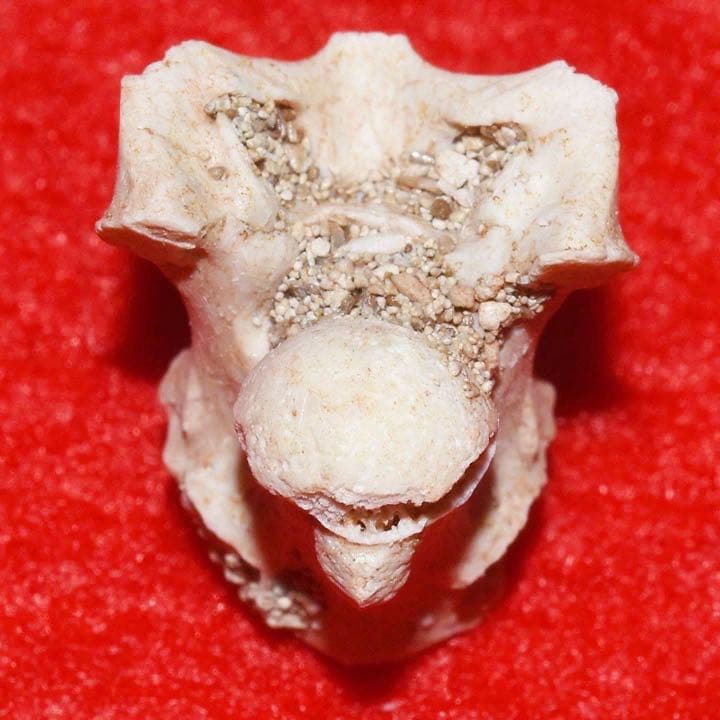 モロッコ産 パラエオフィスの椎骨化石