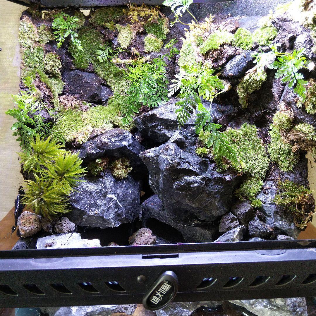 【受注生産】グラステラリウム3030　イモリウム　苔テラリウム　アクアテラリウム