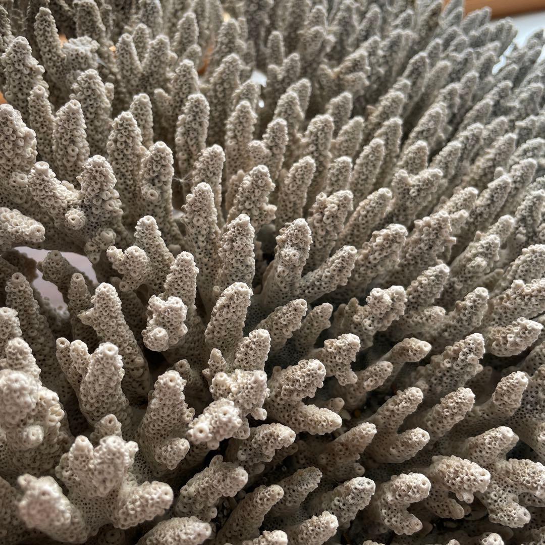 珊瑚 天然 大型 約50×35cm 約8kg インテリア オブジェ