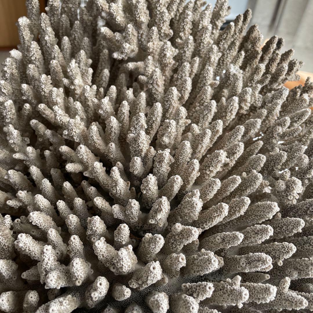 珊瑚 天然 大型 約50×35cm 約8kg インテリア オブジェ