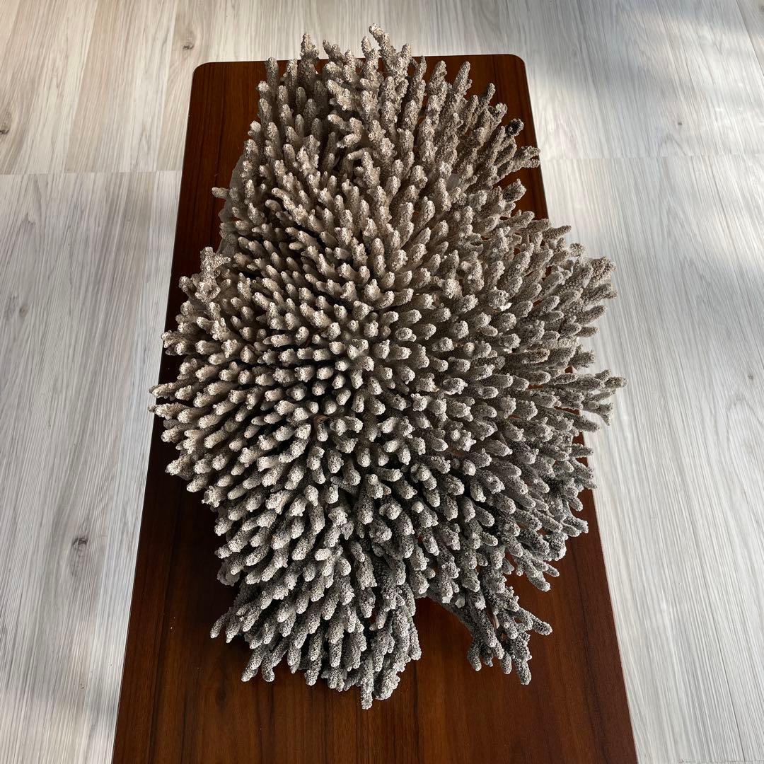 珊瑚 天然 大型 約50×35cm 約8kg インテリア オブジェ