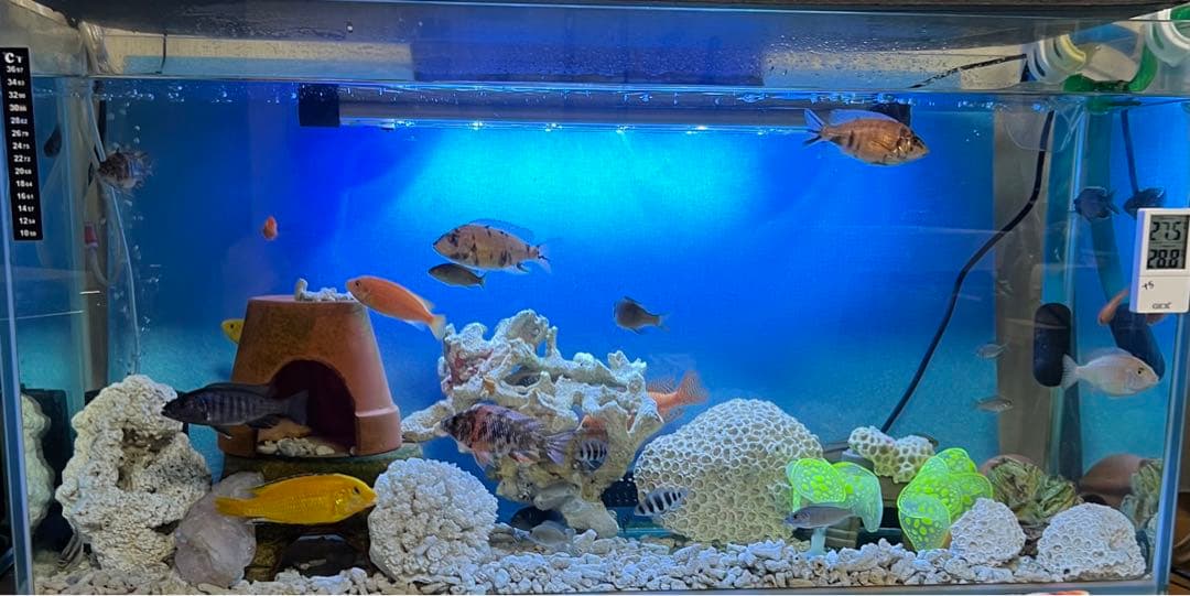 水槽90cm ガラス水槽 人工水草珊瑚