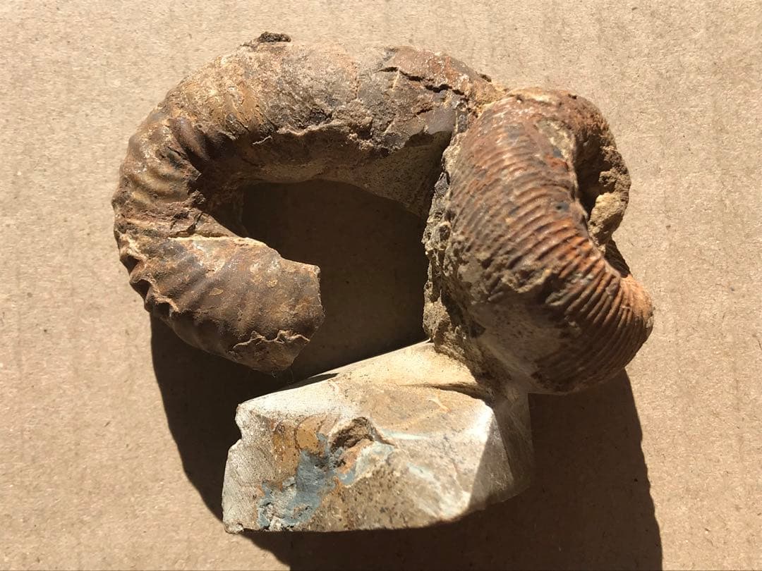 【限定価格】マダガスカル産　異常巻きアンモナイト化石（ノストセラス）　稀少