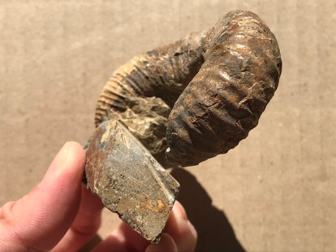 【限定価格】マダガスカル産　異常巻きアンモナイト化石（ノストセラス）　稀少