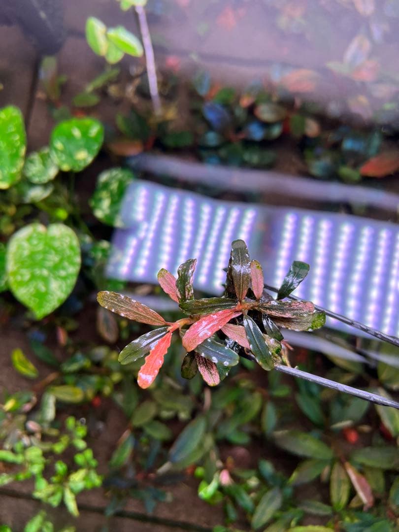 Bucephalandra sp. Varigata Pink 水中葉 2株