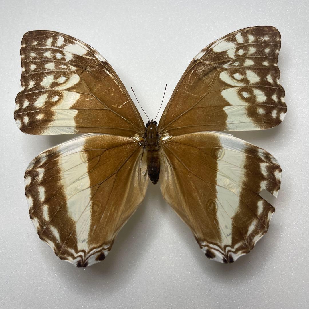 モルフォ蝶adanis huallaga