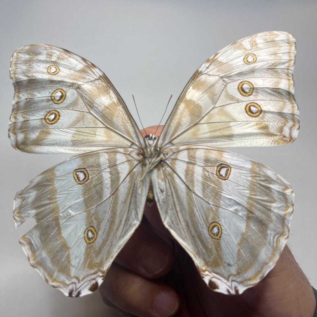 モルフォ蝶adanis huallaga