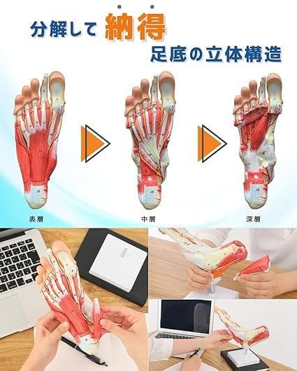 足部解剖模型 軟部組織付き 人体模型 足関節 10パーツ 等身大 足骨模型