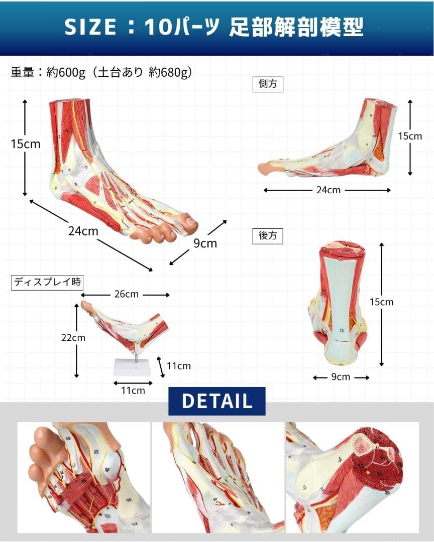 足部解剖模型 軟部組織付き 人体模型 足関節 10パーツ 等身大 足骨模型