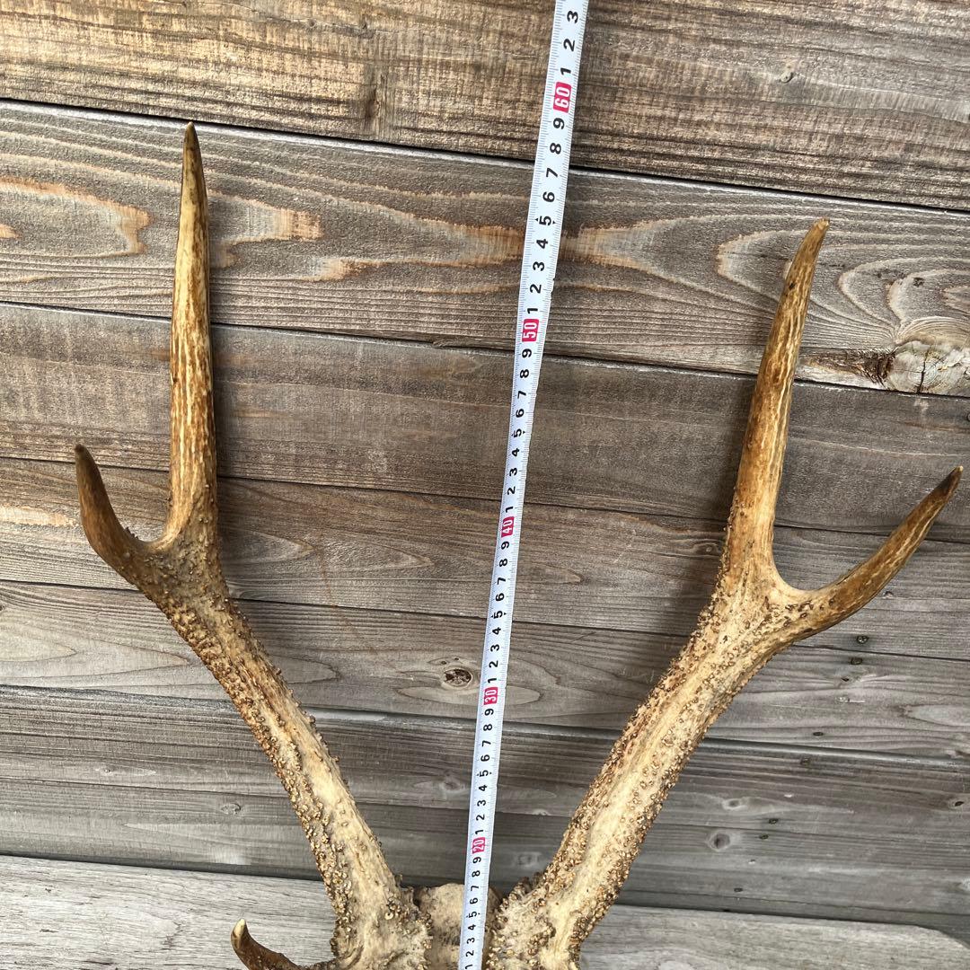 ヴィンテージ鹿ツノ