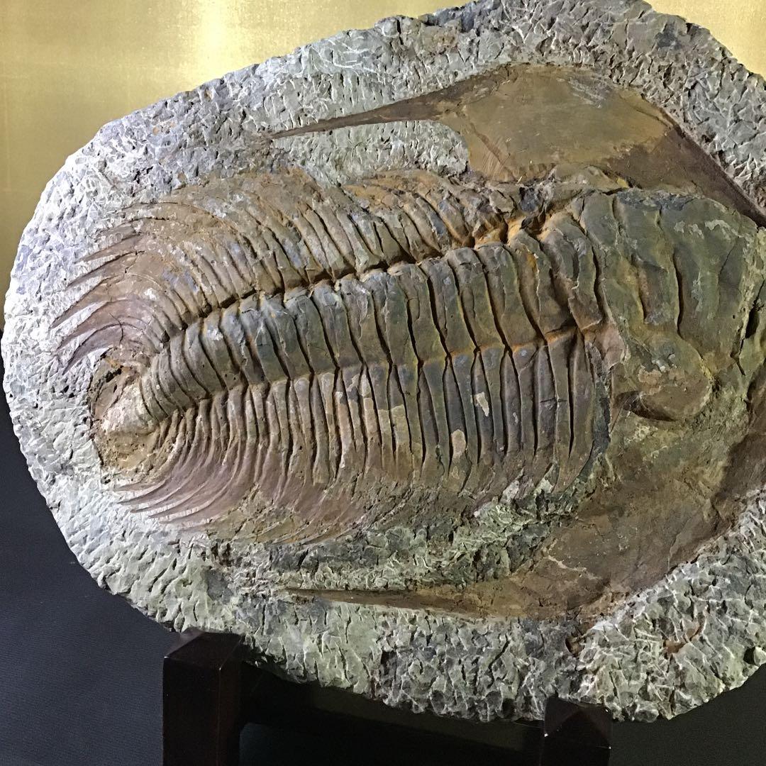 特大￼w 35㎝4kg 三葉虫化石￼ 古生代の重要な示準化石￼