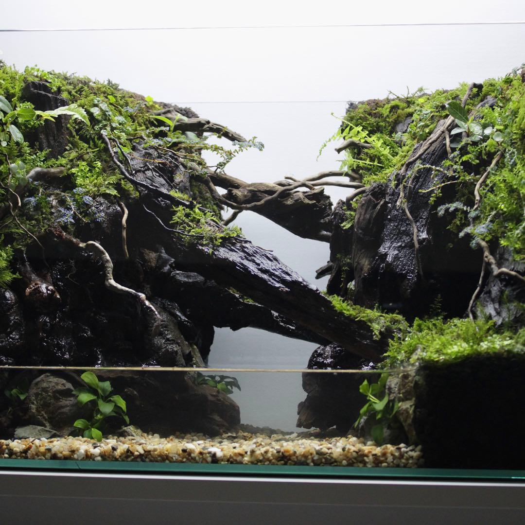 ☆Mii☆プロフ読んで下さい★　アクアテラリウム　イモリウム