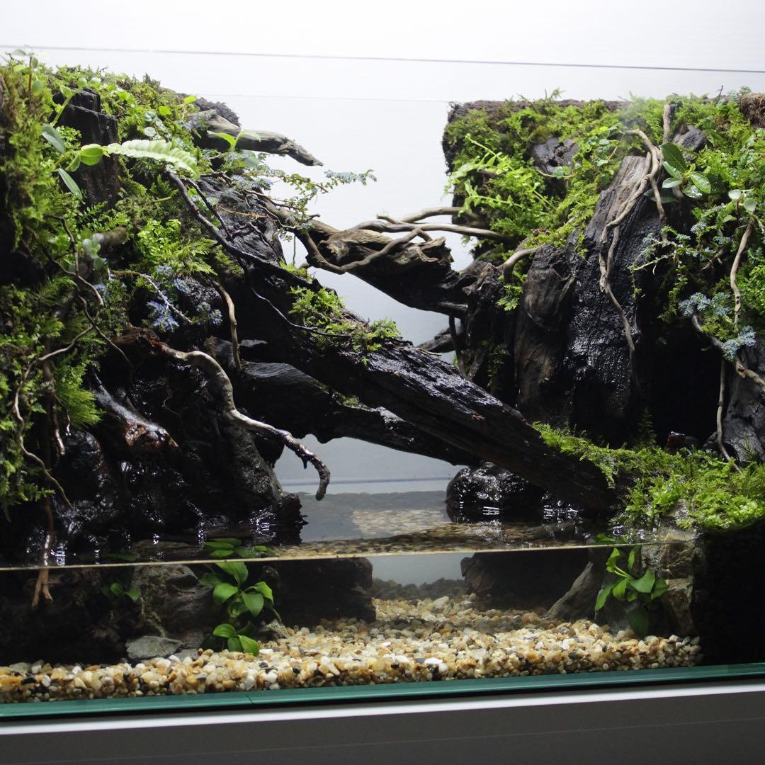 ☆Mii☆プロフ読んで下さい★　アクアテラリウム　イモリウム