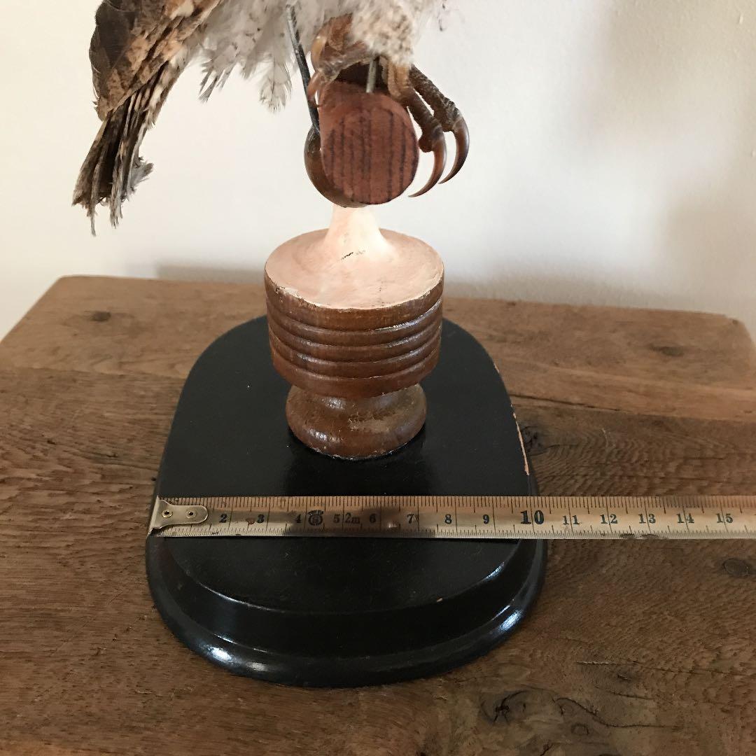 ビンテージ アンティーク　アトリエ　鳥オブジェ　レトロ　理科室