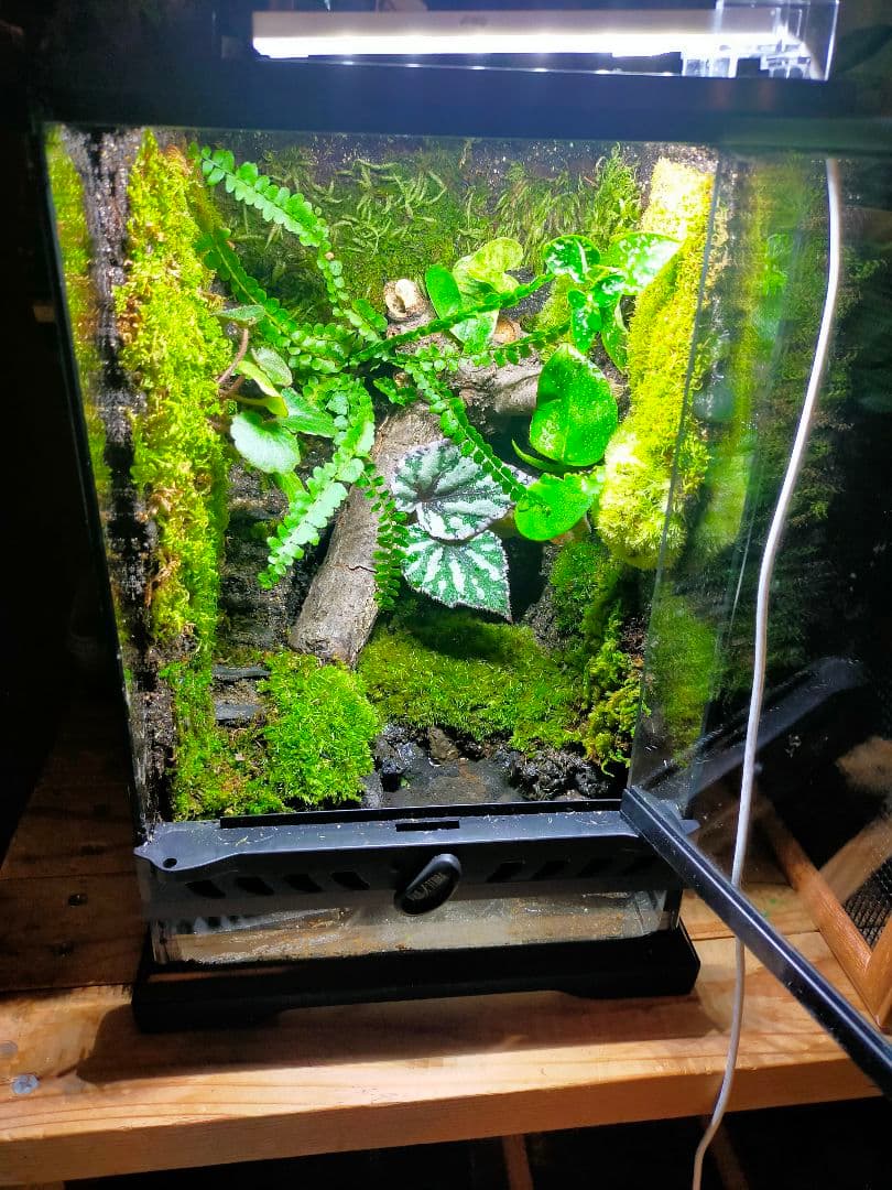 隠れ家付き！自然の中の飼育箱、苔テラリウム