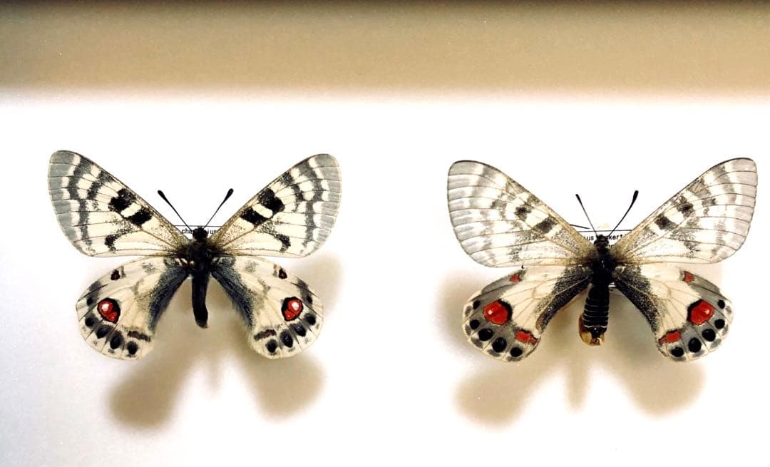 蝶標本　チャールトンウスバ　ペア
