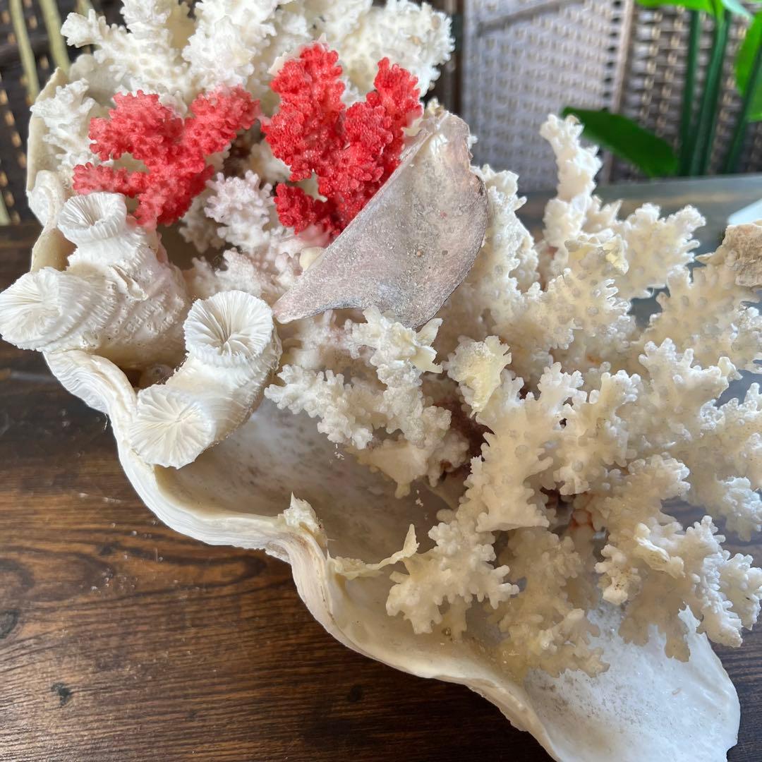 超特大 珊瑚 サンゴ コーラル ピンク オブジェ インテリア 貝