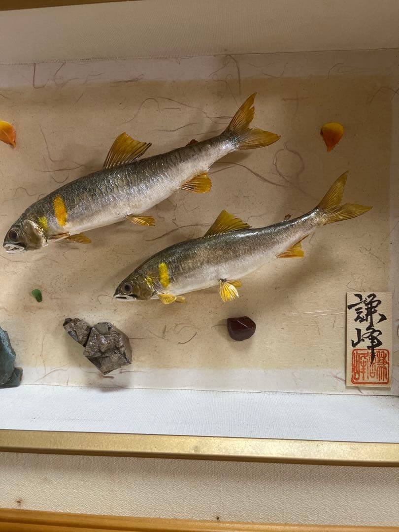 アユ　鮎の剥製　壁掛け