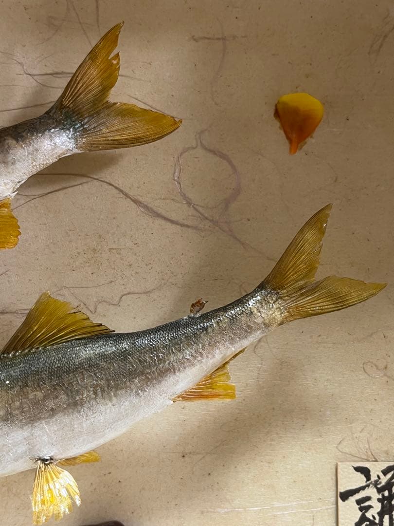 アユ　鮎の剥製　壁掛け