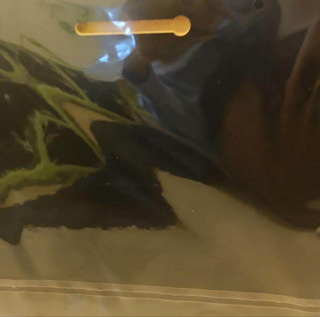 鬼滅の刃　木製　イラストボード