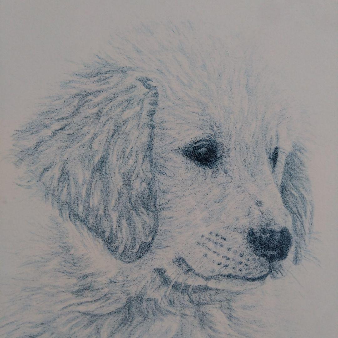 *＊*Kathy Hagerman ❧SIENNA❦ ゴールデンレトリバー*＊*