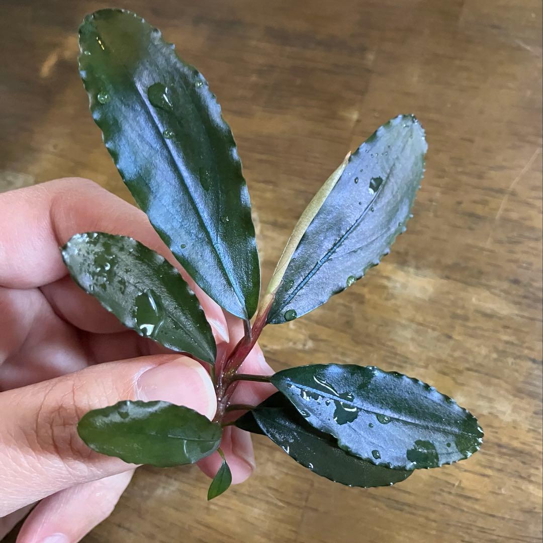 【KN便 】ブセファランドsp.ウィリッセス (2012年入荷)