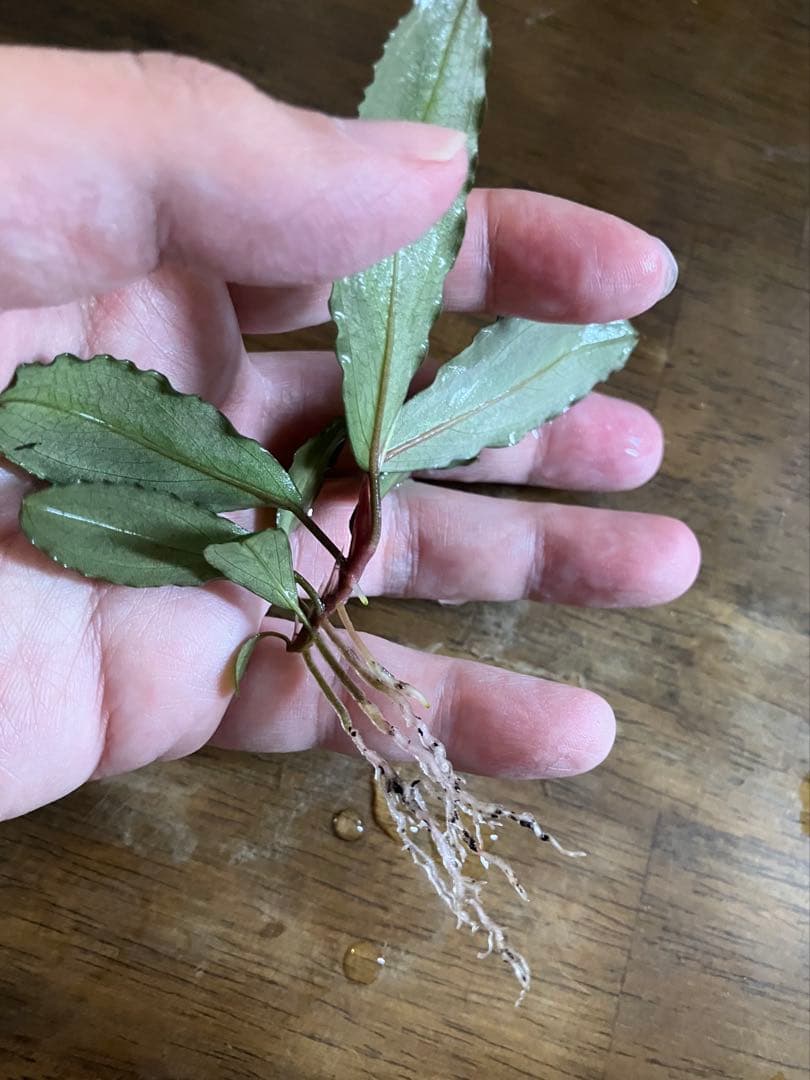 【KN便 】ブセファランドsp.ウィリッセス (2012年入荷)