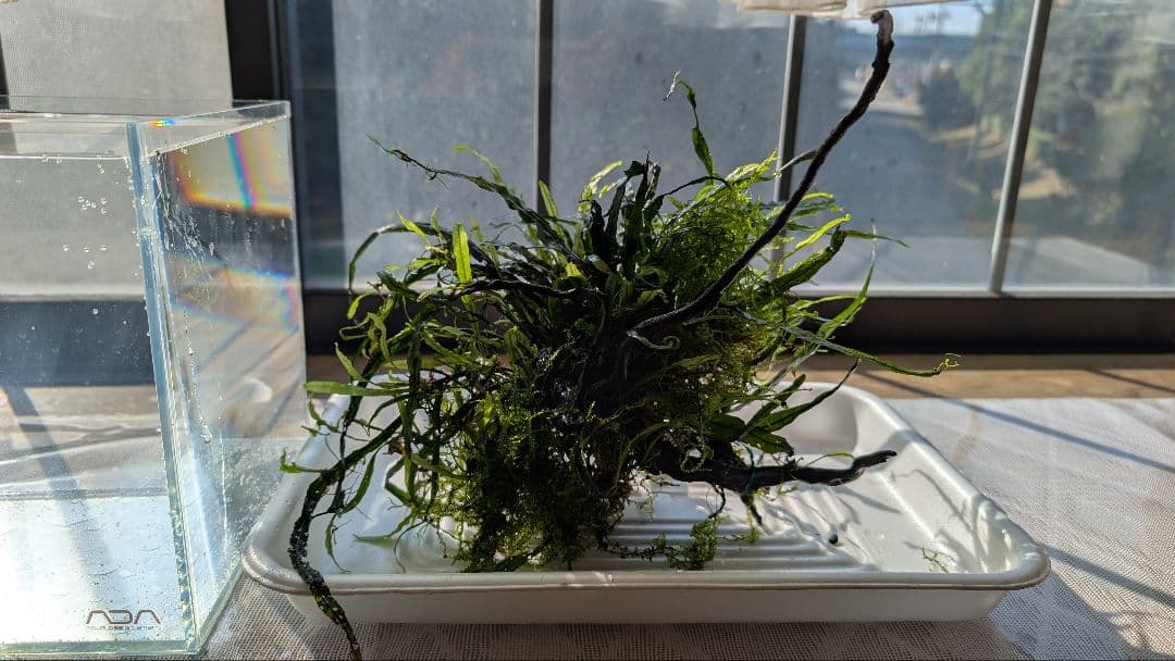 ミクロソリウム本ナロー大株、ウィーピングモス自然活着のとても特徴がある枝流木