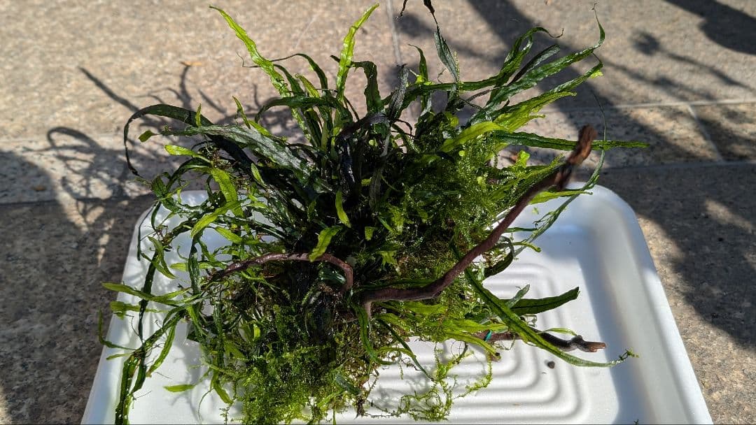 ミクロソリウム本ナロー大株、ウィーピングモス自然活着のとても特徴がある枝流木
