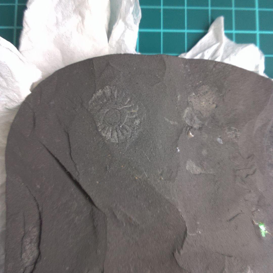 小物１ Caloceras Johnstoni 化石 ジュラ紀