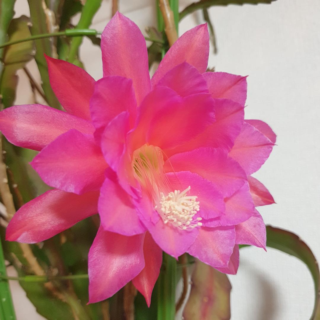 CocoDory様 孔雀サボテン 抜き苗