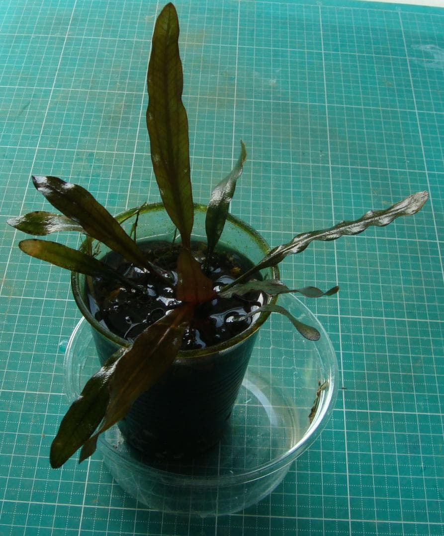 タ*ツ様 エキノドルス ホレマニー ブラッドレッド