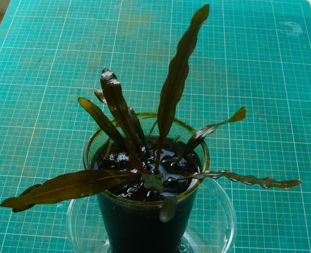 タ*ツ様 エキノドルス ホレマニー ブラッドレッド