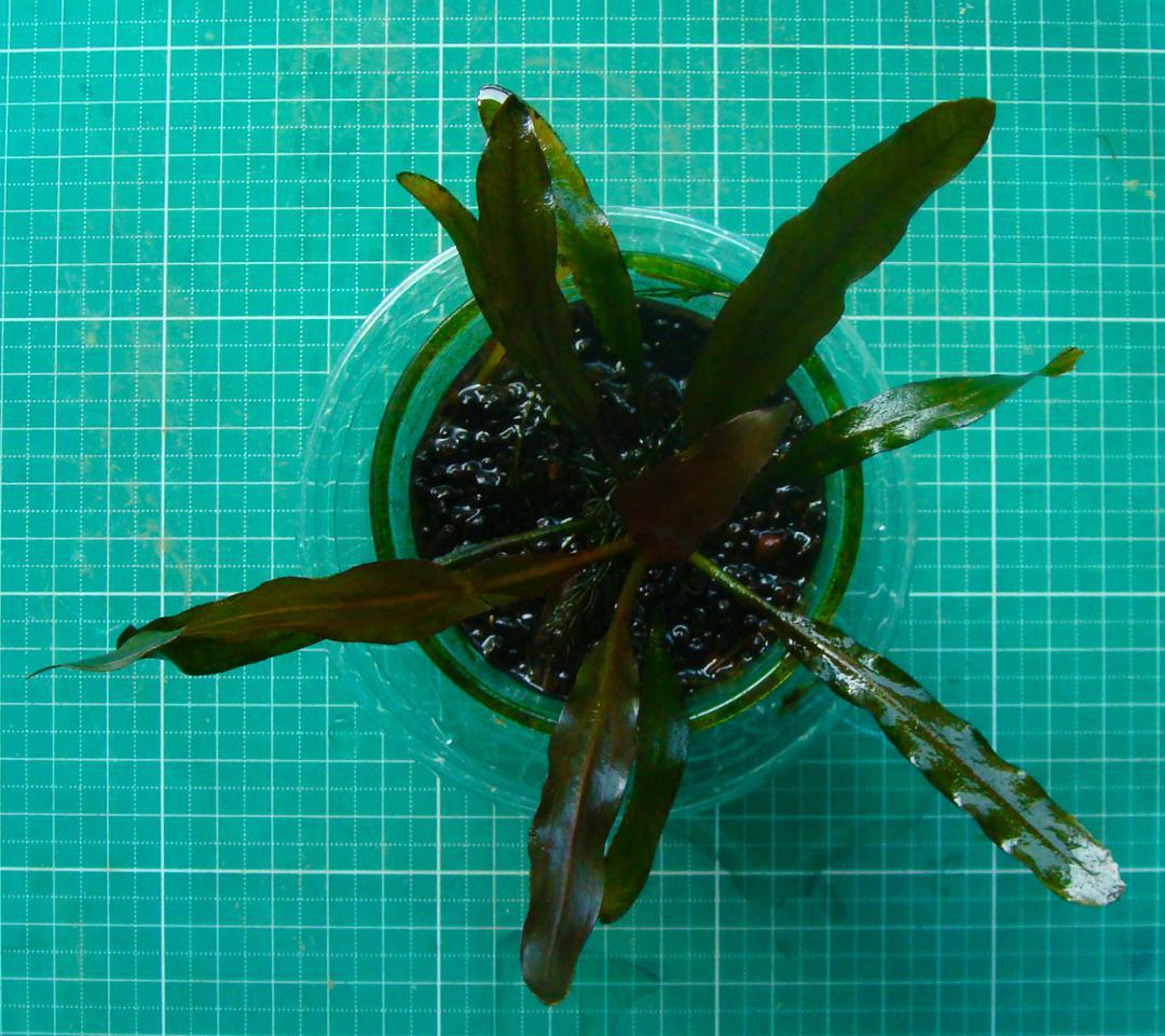 タ*ツ様 エキノドルス ホレマニー ブラッドレッド