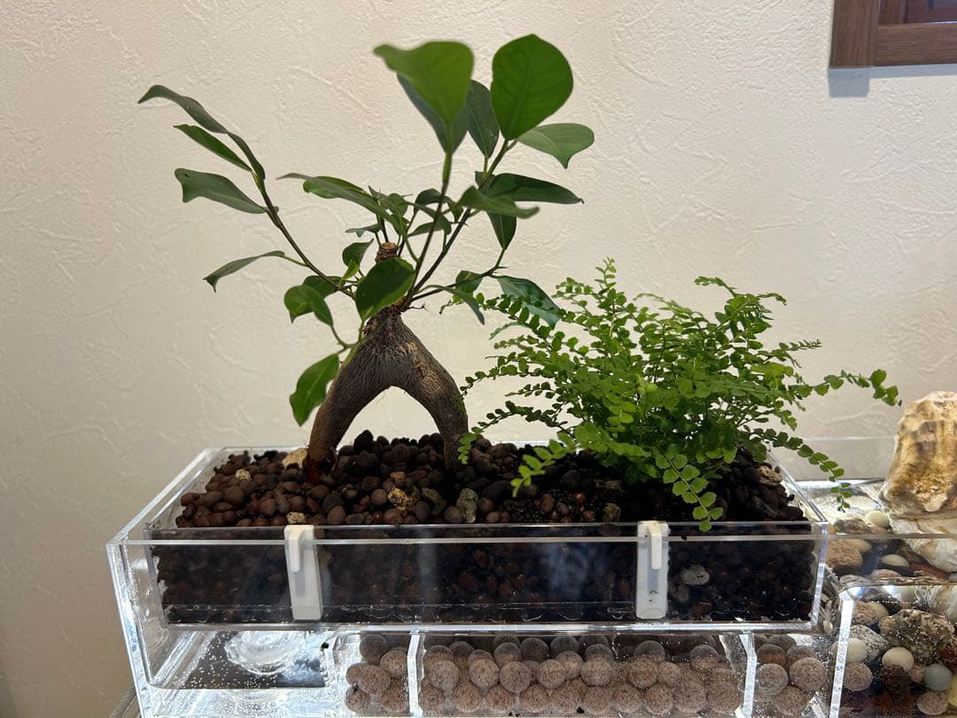 アクリル水槽 上部濾過アクアポニックス