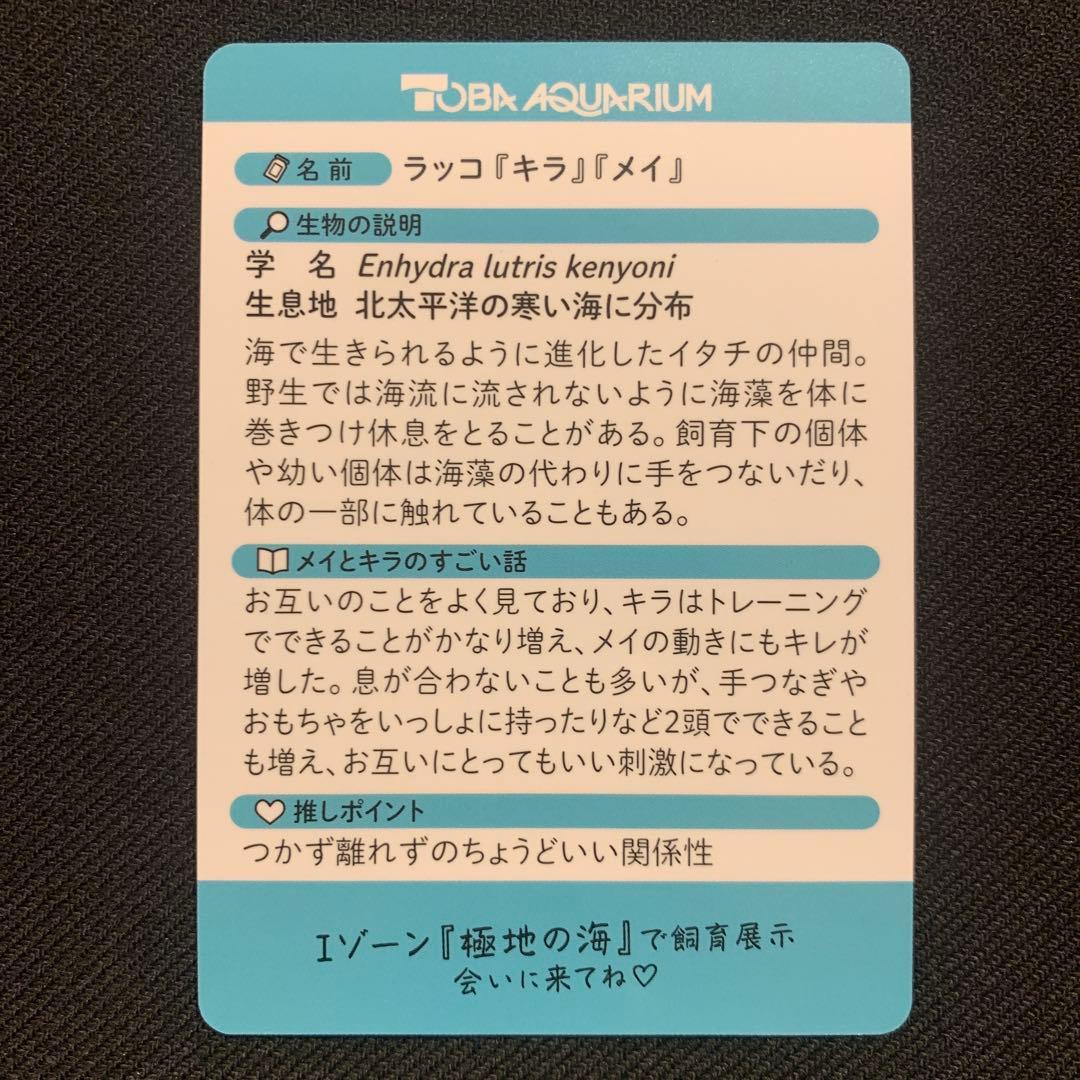 鳥羽水族館 TOBA AQUARIUMコレクションカード ラッコ キラ メイ