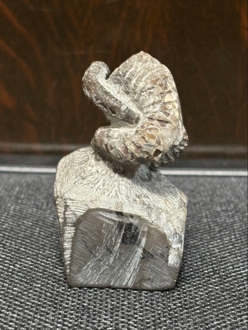 ニッポニテス　ミラビリス　芦別上流産　化石　アンモナイト　超希少　良品