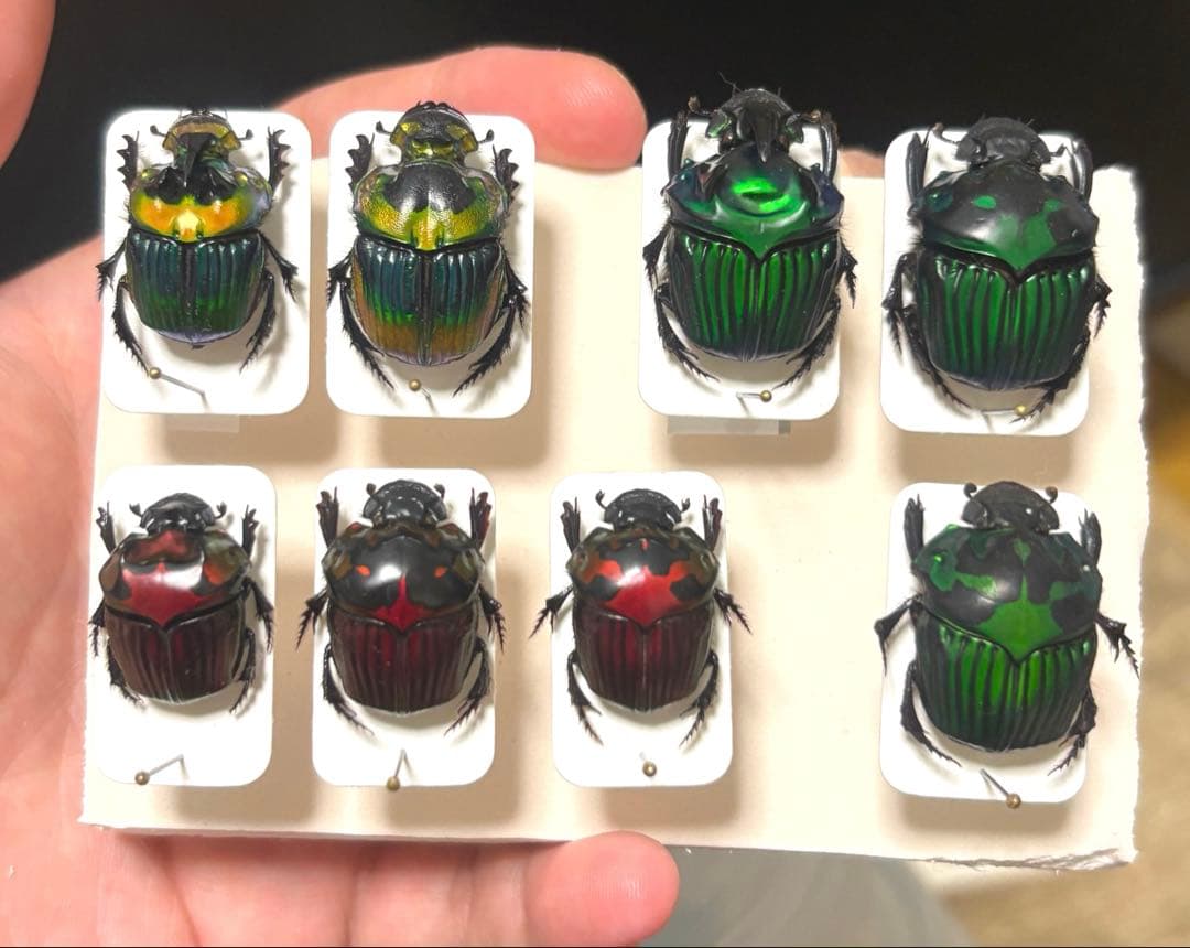 フンチュウ　セット